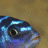 fish fillet