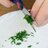 Sneedling