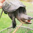 Snappy Turtle