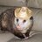 Odd Opossum