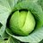 a great big cabbage