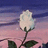 Blackfire
