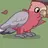 galah