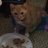 Sorbet the cat