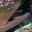 barefoot eel