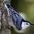 Nuthatch