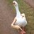 Gooseunderscore