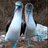 Blue Footed Boobies
