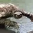 Slothfull Lee