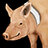 A pig by Jove!