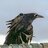 corvuscorax