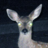 Deer In Headlights