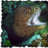 mentally eel