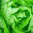 wetlettuce