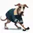 A Greyhound in a Coat