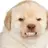 WorryDog