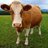 brown Guernsey cow