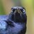 CracklerGrackler