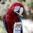 BEAK
