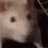 ratnoid