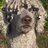 Fading puppy syndrome