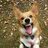 DisapprovingCorgi