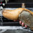 Geoduck