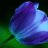 BlueTulips