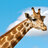 Testiculated Giraffe