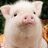 Swine Schwein