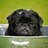 HungryPug