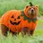 Just_a_bear