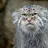 PallasCat