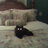 Jellybean007*