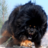 TibetanMastiff