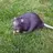fat_rat_on_the_grass