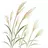 misscunthus