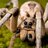 Wolf Spider