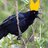 LordGrackle