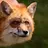 Bigredfoxes