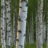 Implacable Birch