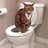 kitty shit