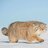 Pallas' Cat