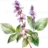stinky patchouli