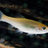 Fish29