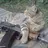 Anonamoose