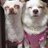 Chinky Chihuahuas
