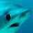 Wyld Shark