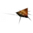 dickroach
