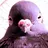 SongxBird